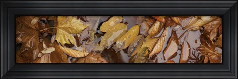 Framed Wet leaves Print