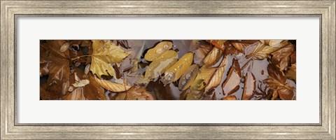 Framed Wet leaves Print