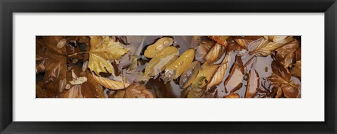 Framed Wet leaves Print