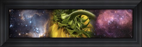 Framed Sunflower in cosmos Print