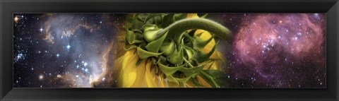 Framed Sunflower in cosmos Print