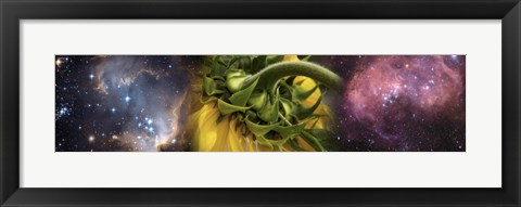Framed Sunflower in cosmos Print