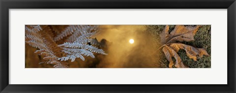 Framed Cold feet leaves Print