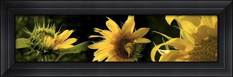 Framed Sunflowers Print