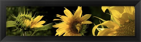 Framed Sunflowers Print