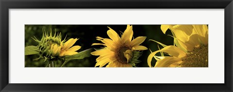 Framed Sunflowers Print