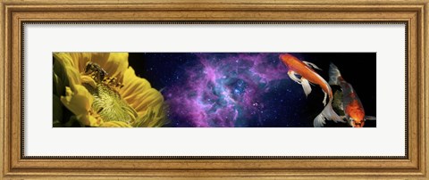 Framed Sunflower and Koi Carp in space Print