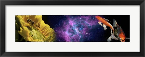 Framed Sunflower and Koi Carp in space Print