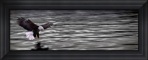 Framed Eagle over water Print