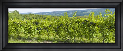 Framed Grapevines in a vineyard, Finger Lakes, New York State, USA Print
