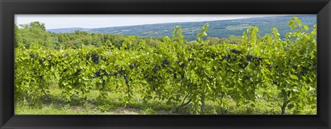 Framed Grapevines in a vineyard, Finger Lakes, New York State, USA Print