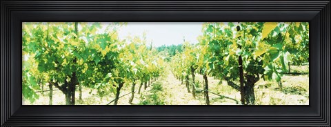 Framed Close up of Vines, Napa Valley, California Print