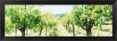 Framed Close up of Vines, Napa Valley, California Print