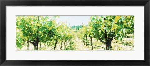 Framed Close up of Vines, Napa Valley, California Print