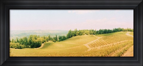Framed Vineyards in spring, Napa Valley, California Print