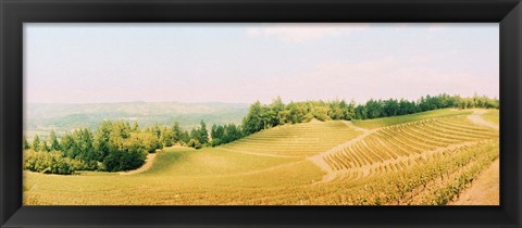 Framed Vineyards in spring, Napa Valley, California Print