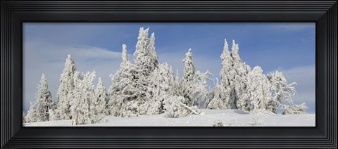 Framed Frost and ice on trees in midwinter, Crater Lake National Park, Oregon, USA Print