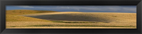 Framed Wheat field, Palouse, Washington State, USA Print