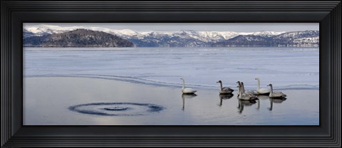 Framed Whooper swans (Cygnus cygnus) on frozen lake, Lake Kussharo, Akan National Park, Hokkaido, Japan Print