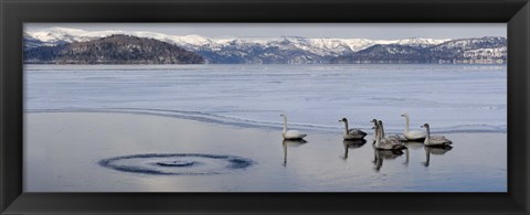 Framed Whooper swans (Cygnus cygnus) on frozen lake, Lake Kussharo, Akan National Park, Hokkaido, Japan Print