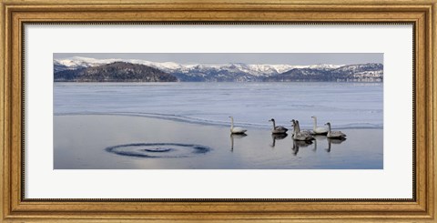 Framed Whooper swans (Cygnus cygnus) on frozen lake, Lake Kussharo, Akan National Park, Hokkaido, Japan Print