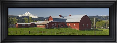 Framed Barns in field with mountains in the background, Mt Hood, The Dalles, Oregon, USA Print