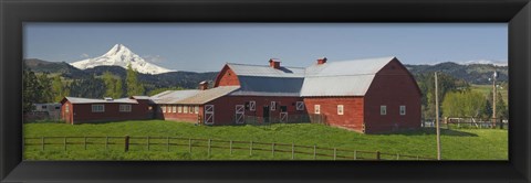 Framed Barns in field with mountains in the background, Mt Hood, The Dalles, Oregon, USA Print