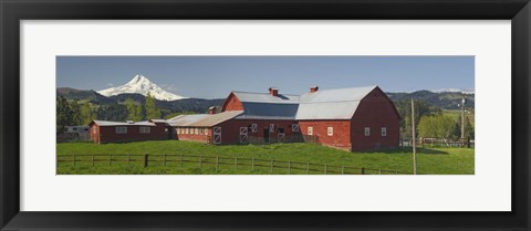 Framed Barns in field with mountains in the background, Mt Hood, The Dalles, Oregon, USA Print