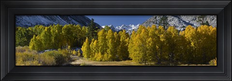 Framed Quaking aspens (Populus tremuloides) in autumn, Californian Sierra Nevada, Bishop, California, USA Print