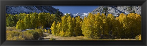 Framed Quaking aspens (Populus tremuloides) in autumn, Californian Sierra Nevada, Bishop, California, USA Print