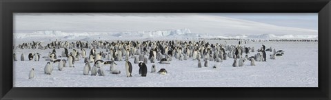 Framed Emperor penguins (Aptenodytes forsteri) colony at snow covered landscape, Snow Hill Island, Antarctica Print