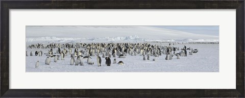 Framed Emperor penguins (Aptenodytes forsteri) colony at snow covered landscape, Snow Hill Island, Antarctica Print