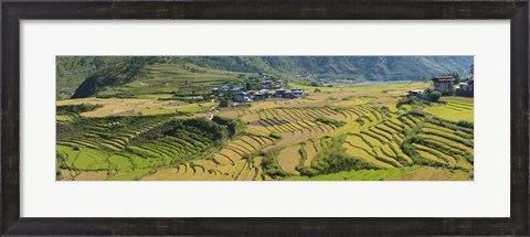 Framed Rice terraced fields and houses in the mountains, Punakha, Bhutan Print