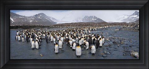 Framed King penguins colony, St Andrews Bay, South Georgia Island Print