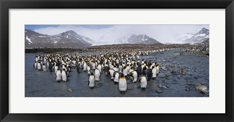 Framed King penguins colony, St Andrews Bay, South Georgia Island Print