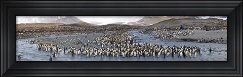 Framed St Andrews Bay, South Georgia Island Print