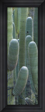 Framed Saguaro cacti, Oro Valley, Arizona, USA Print