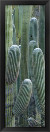 Framed Saguaro cacti, Oro Valley, Arizona, USA Print
