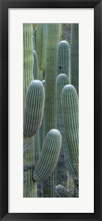 Framed Saguaro cacti, Oro Valley, Arizona, USA Print