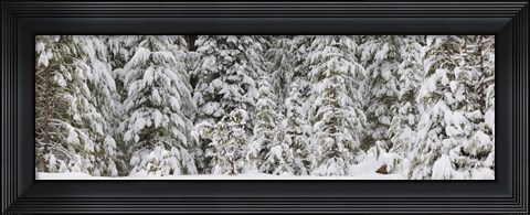 Framed Snow covered pine trees, Deschutes National Forest, Oregon, USA Print