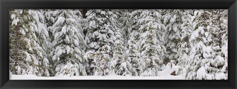 Framed Snow covered pine trees, Deschutes National Forest, Oregon, USA Print