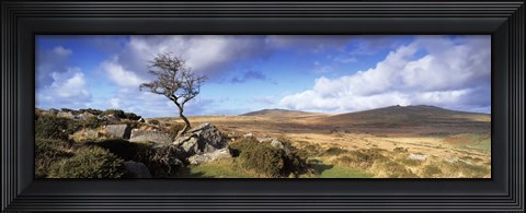 Framed Crooked tree at Feather Tor, Staple Tor, Dartmoor, Devon, England Print