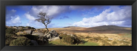 Framed Crooked tree at Feather Tor, Staple Tor, Dartmoor, Devon, England Print