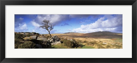 Framed Crooked tree at Feather Tor, Staple Tor, Dartmoor, Devon, England Print