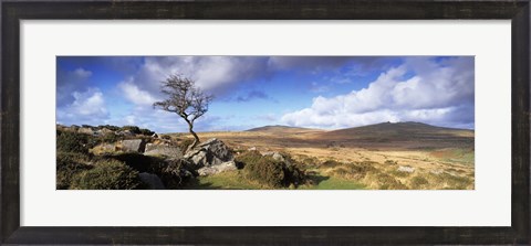 Framed Crooked tree at Feather Tor, Staple Tor, Dartmoor, Devon, England Print