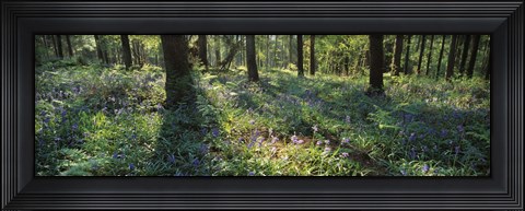 Framed Bluebells growing in a forest, Exe Valley, Devon, England Print