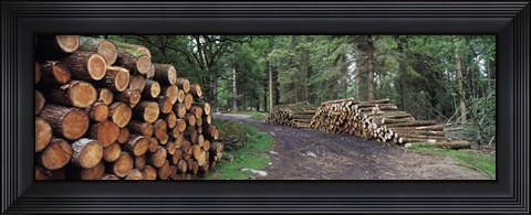 Framed Stacks of logs in forest, Burrator Reservoir, Dartmoor, Devon, England Print