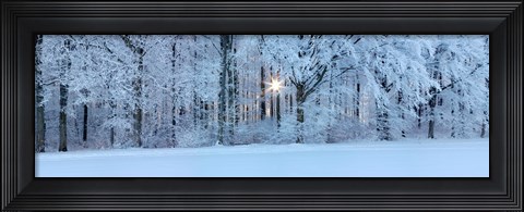 Framed Forest in winter at sunrise, Swabian Alb, Baden-Wurttemberg, Germany Print