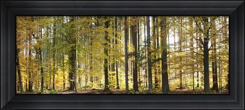 Framed Trees in autumn, Hohenlohe, Baden-Wurttemberg, Germany Print