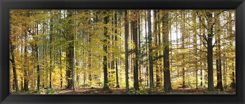 Framed Trees in autumn, Hohenlohe, Baden-Wurttemberg, Germany Print